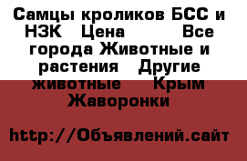 Самцы кроликов БСС и НЗК › Цена ­ 400 - Все города Животные и растения » Другие животные   . Крым,Жаворонки